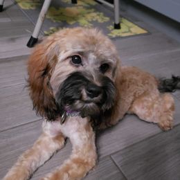 Reeses - Cockapoo