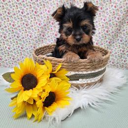 Stokes - Blue and gold male Yorkshire Terrier puppy in Monticello, Iowa from Ashley’s Puppies