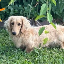 Jasper - Dachshund