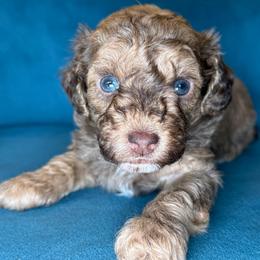 Bunny - Cafe au lait female Poodle puppy in Yuciapa, California from AlltheDoodlez_