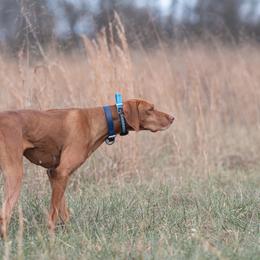Honor - Vizsla