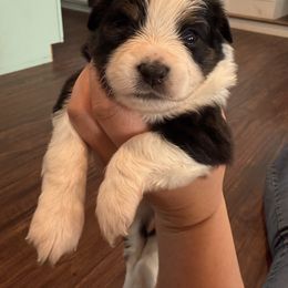 Black tri female - Black tri Miniature Australian Shepherd puppy in Westminster, Massachusetts from Smokin Gun Aussies