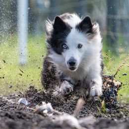 Rayne - Border Collie