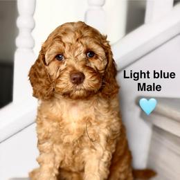 Light Blue - Red male Australian Labradoodle puppy in Antelope, California from Adorable Labradoodle