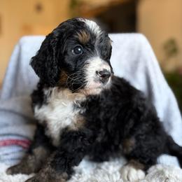 Romeo - Tri-color male Bernedoodle puppy in Carlotta, California from Lost Coast Bernese Mountain Dogs