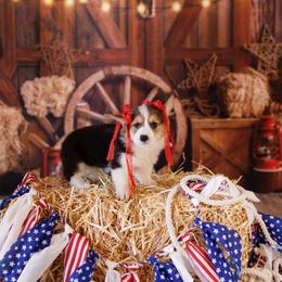 Pembroke Welsh Corgi Puppies from Big Sky Corgis