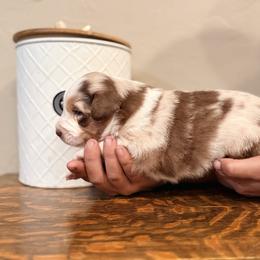 Sixes - Red merle male Miniature Australian Shepherd puppy in North Lakeport, California from Wild Rose Ranch