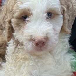 Goldendoodles from Champ Brand Kennels