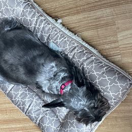 Middy - Miniature Schnauzer