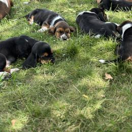 Basset Hound Puppies from Hill Top Basset Hounds & Great Pyrenees