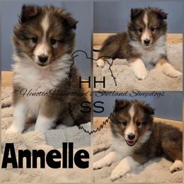 Annelle - Sable and white female Shetland Sheepdog puppy in Mc Minnville, Tennessee from Henotic Homestead's Shetland Sheepdogs