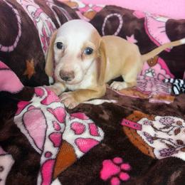 Layla - Cream female Dachshund puppy in Lake City, Florida from My Ditzy Doxies of Florida