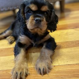 Cavalier King Charles Spaniel Puppies from Carter Woods Cavaliers