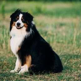 Strait - Australian Shepherd