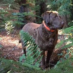 Chesapeake Bay Retrievers from Wild Wood Chesapeakes