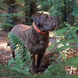 Chesapeake Bay Retrievers from Wild Wood Chesapeakes