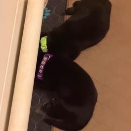 Light green collar girl - Bi-color female German Shepherd puppy in Centralia, Illinois from Janices AKC German Sheperds LLC