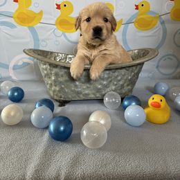 Golden Retriever Puppies from SpringWave Kennel