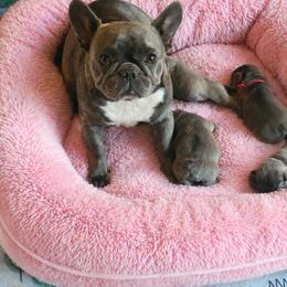 French Bulldog Puppies from Zoomie Time Frenchies