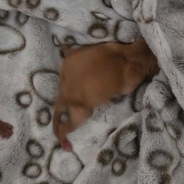 Red-girl-1 - Red female Miniature Pinscher puppy in Georgetown, Texas from Rehdiant Miniature Pinschers