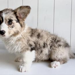 Miracle - Brindle merle and white male American Corgi puppy in Temple, Texas from Silver Moon Cardigan Corgis