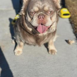 Kilo - French Bulldog
