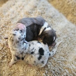 AKC - Quad Clear Merle - Girl 2 - Blue merle and white female Cardigan Welsh Corgi puppy in Tombstone, Arizona from WeVolution Off-Grid