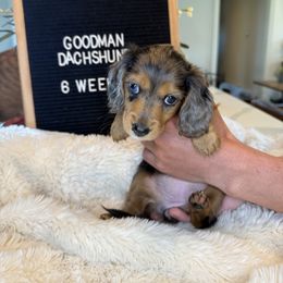 Dachshund Puppies from Goodman Dachshunds