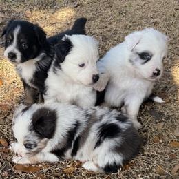 Miniature Australian Shepherd Puppies from Peace Creek Aussies
