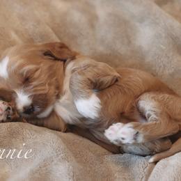 Goldendoodle Puppies from Cedarcrest Goldendoodles