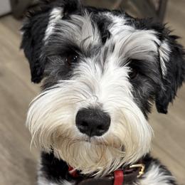 Miniature Schnauzers from 92882 Schnauzerville