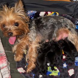 Yorkshire Terrier Puppies from Heaven_sent_toy_yorkies