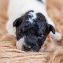 Harvest - Tri-color male Bernedoodle puppy in Erda, Utah from Country Lane Doodles