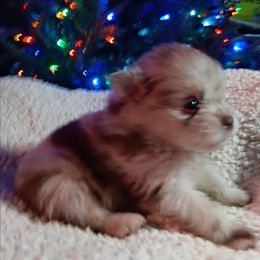 Cherokee pup 1 - Chocolate merle male Pomeranian puppy in Carrollton, Georgia from B AND R'S POMERANIAN'S