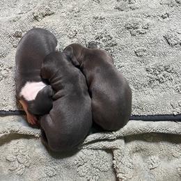 Italian Greyhound Puppies from Fisher Link
