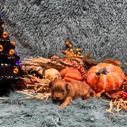 Razzi - Red male Maltipoo puppy in Greenfield, Iowa from Sugar Plum Puppies