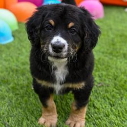 Hades - Tri-color male Bernedoodle puppy in Tucson, Arizona from Sun Valley Goldendoodles