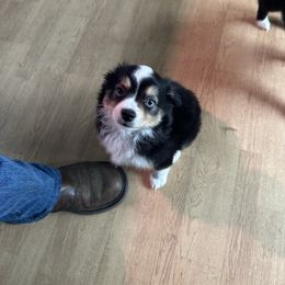Bella - Black tri female Miniature Australian Shepherd puppy in Reidsville, North Carolina from Cherry Grove Kennel