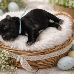 Light Blue Collar - Black male Miniature Schnauzer puppy in Sacramento, California from Hardcastle Family Schnauzer’s