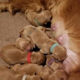  Puppies from Artondale Golden Retrievers