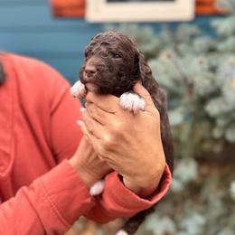 Brown and white boy - male Bernedoodle puppy in Blue Springs, Missouri from Jeanie’s Doodles
