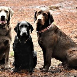 Dilute Retrievers from McKay Creek Labs