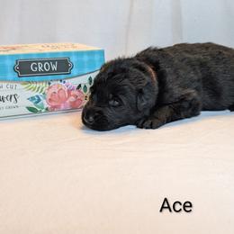 Ace - Black male German Shepherd puppy in Waterloo, New York from Von Nikolaos German Shepherds