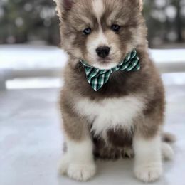 Siberian Husky Puppies from Freedom Run Acres