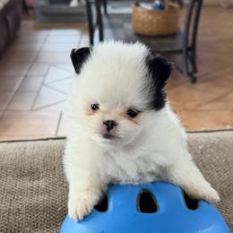Pomeranians from POM POM LOVE