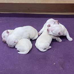 Boy 1 - White male West Highland White Terrier puppy in Idabel, Oklahoma from Ravens Nest Westies