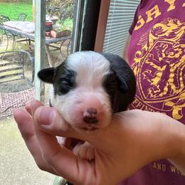 Bandit - Black tri-color male Australian Shepherd puppy in Monroe, North Carolina from Meekey Family Aussies