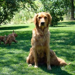 Golden Retriever Puppies from HighRoller Golden Retrievers