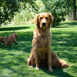 Golden Retriever Puppies from HighRoller Golden Retrievers