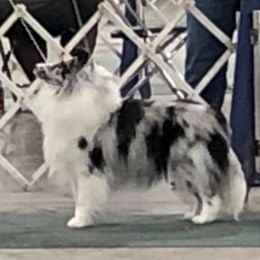 Shetland Sheepdogs from Deborah Devers's Shetland Sheepdogs